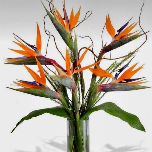Bird of paradise arrangement in a clear glass vase