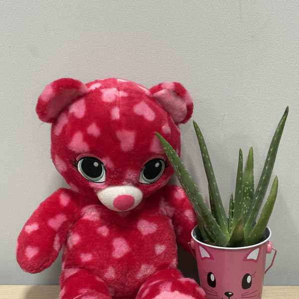 Pink teddy bear beside a small potted succulent in a cat-face container