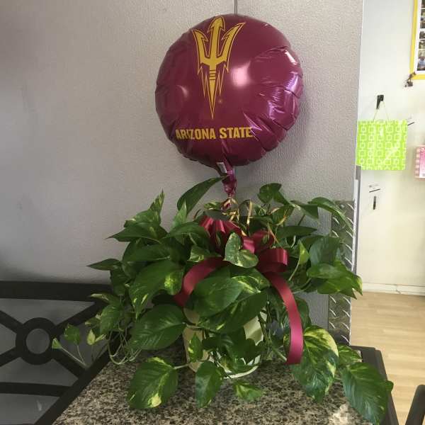 Potted green plant with a maroon Arizona State balloon and ribbon
