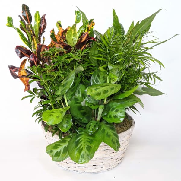 Mixed green houseplants in a white woven basket