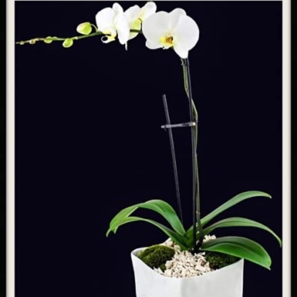 White orchid plant in a white pot with a support stake