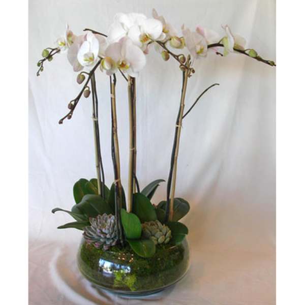 White orchids and succulents arranged in a glass bowl.