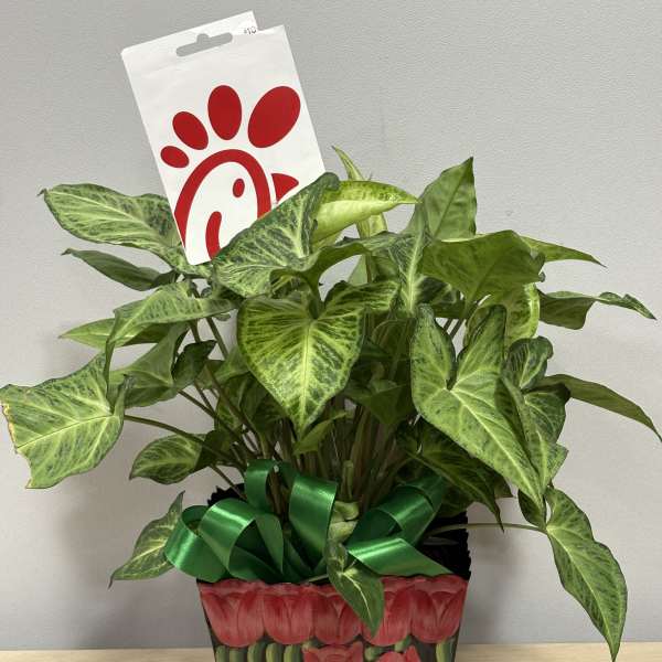 Potted green houseplant with a Chick-fil-A tag and ribbon