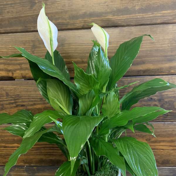 Peace lily plant with white blooms in a white pot
