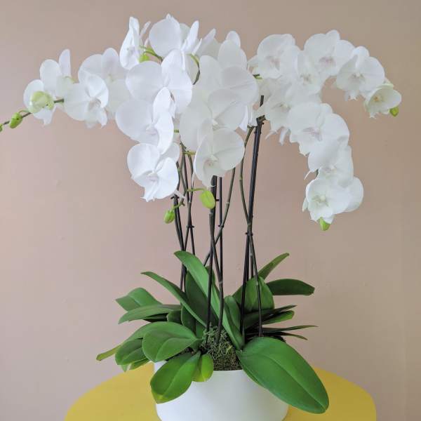 White orchid arrangement in a white pot with broad green leaves