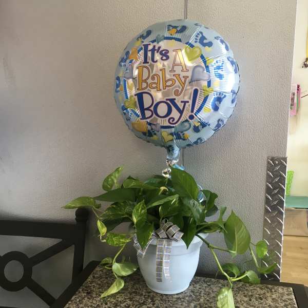 Potted green plant with a baby boy balloon