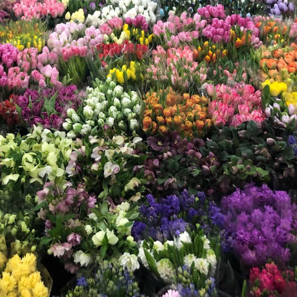 Assorted bunches of colorful tulips arranged in rows