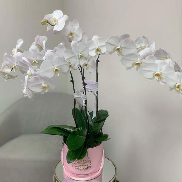 White phalaenopsis orchid plant in a pink pot on a small round table