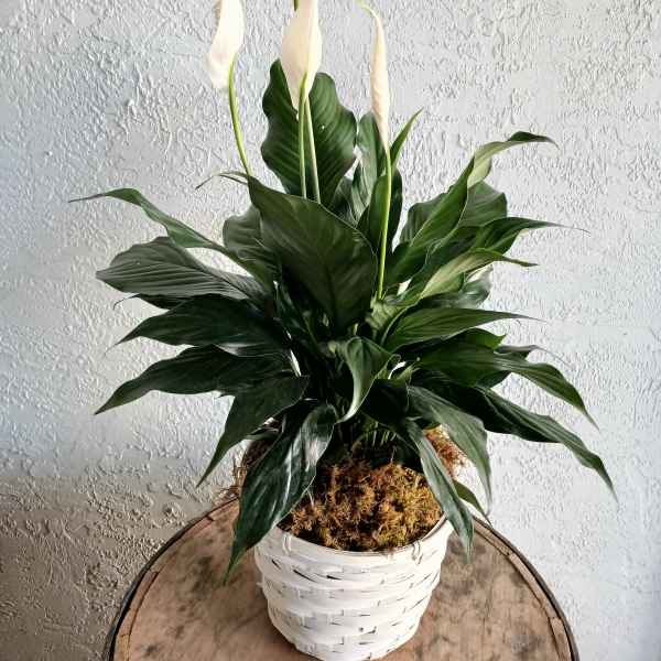 White peace lily plant in a white woven basket pot