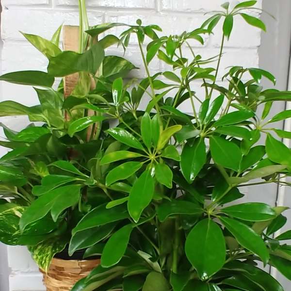 Medium Green Plant Designers Choice