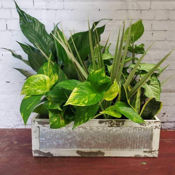 Mixed Plants in Rustic Box