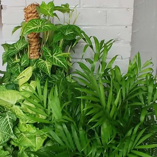 Large Green Plant - Designers Choice