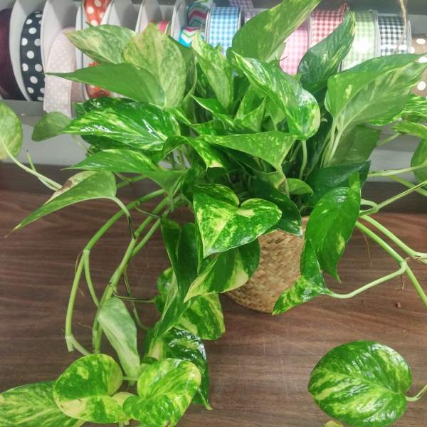 Pothos Plant