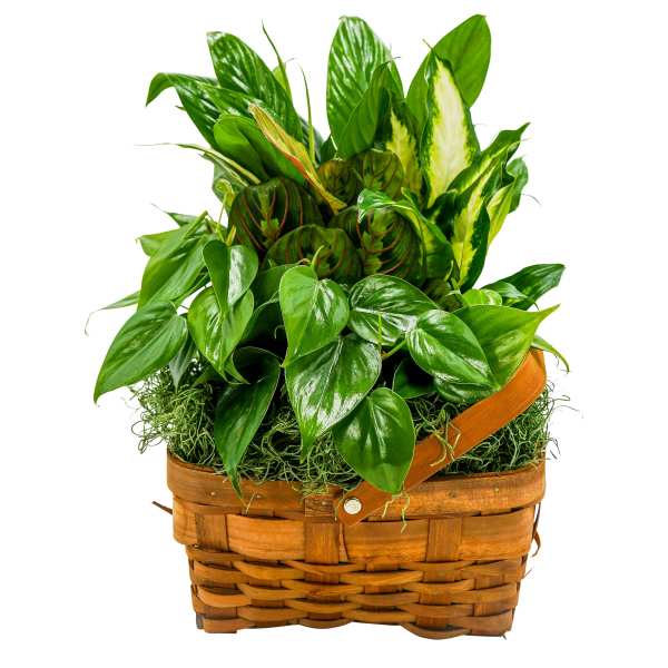 Basket of assorted green houseplants in a woven basket
