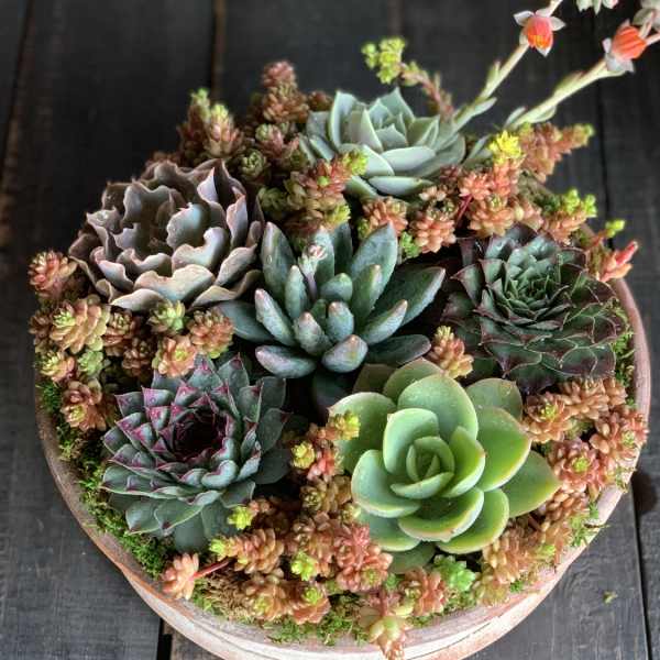 Round succulent arrangement in a shallow pot with pink and green rosettes