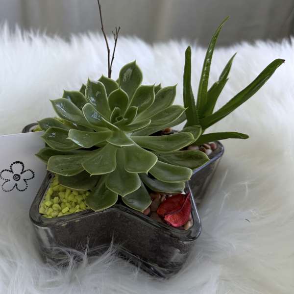Succulent arrangement in a star-shaped glass container
