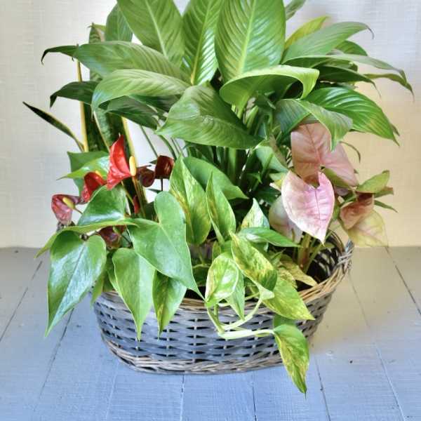 Assorted green and pink houseplants arranged in a low woven basket