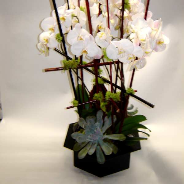 White orchid arrangement in a black square container with tall decorative sticks
