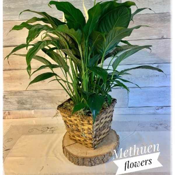 White peace lily plant in a woven basket planter