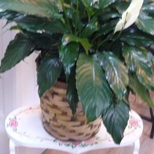 Potted peace lily with white blooms and glossy dark green leaves