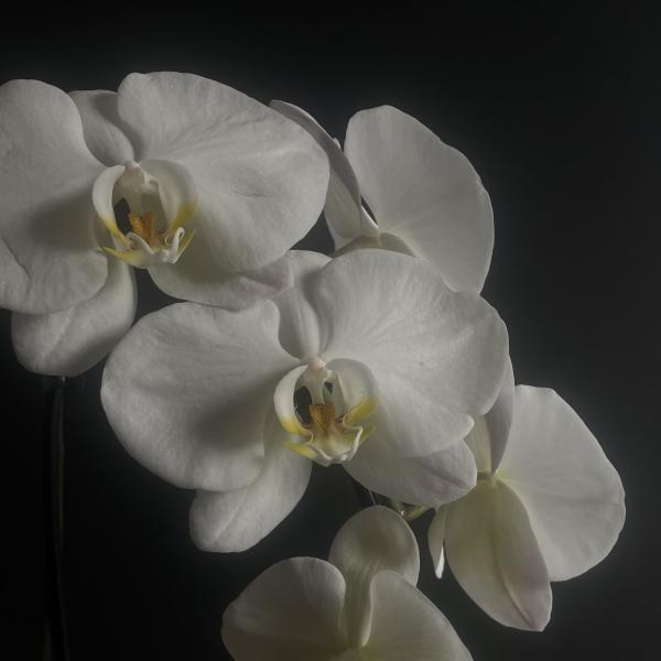 White orchid blooms against a dark background