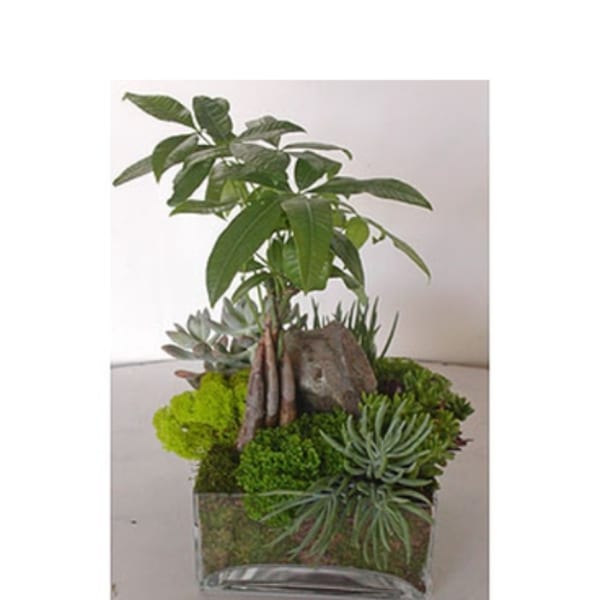 Potted succulent arrangement with a small tree and rocks