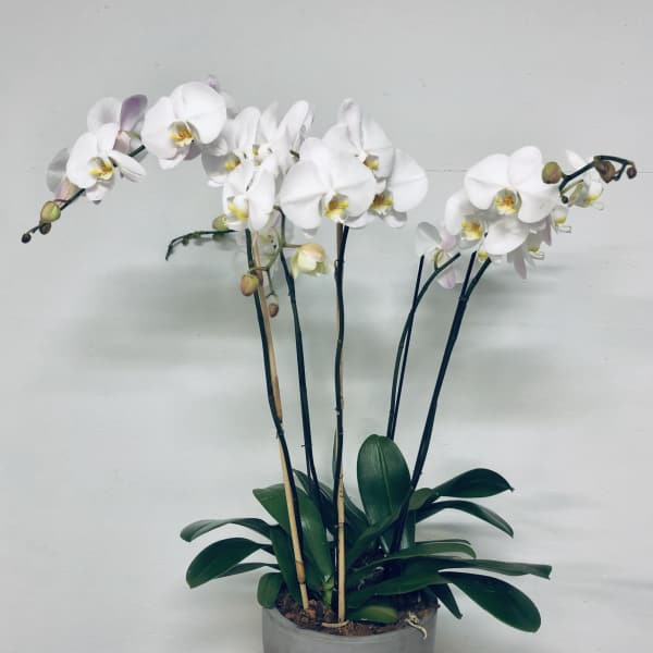 White orchid plant in a gray pot