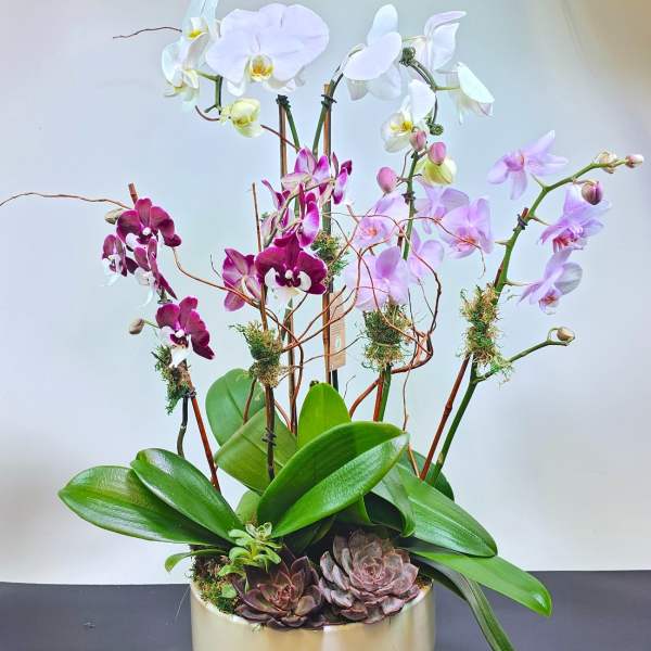 Potted orchid arrangement with white, pink, and purple blooms in a gold bowl