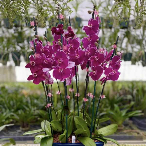 Potted magenta orchids arranged in a blue rectangular container