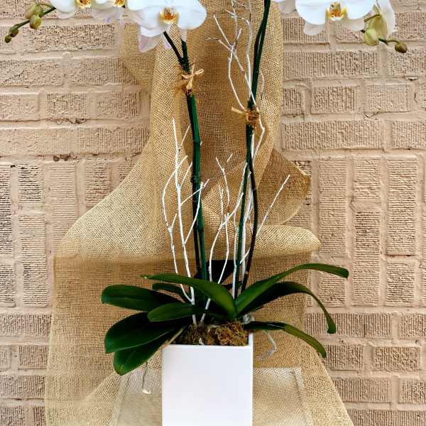 White orchids in a square white pot with burlap wrap