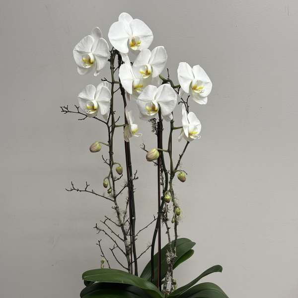 Potted white phalaenopsis orchids with buds in a low round driftwood basket
