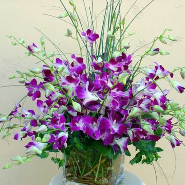 Dendrobium Orchids