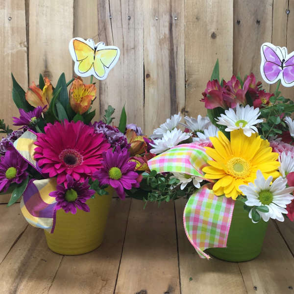 Two colorful flower arrangements in pots with butterfly picks and ribbons.