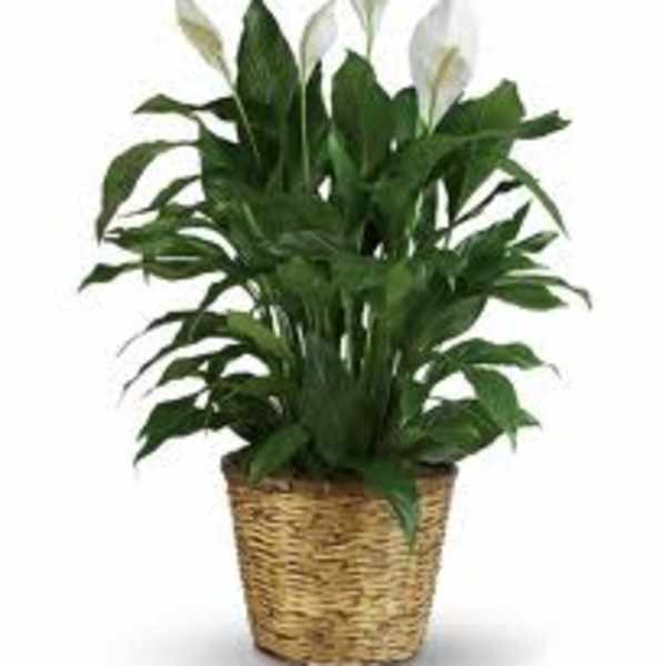 Potted peace lily plant in a woven basket
