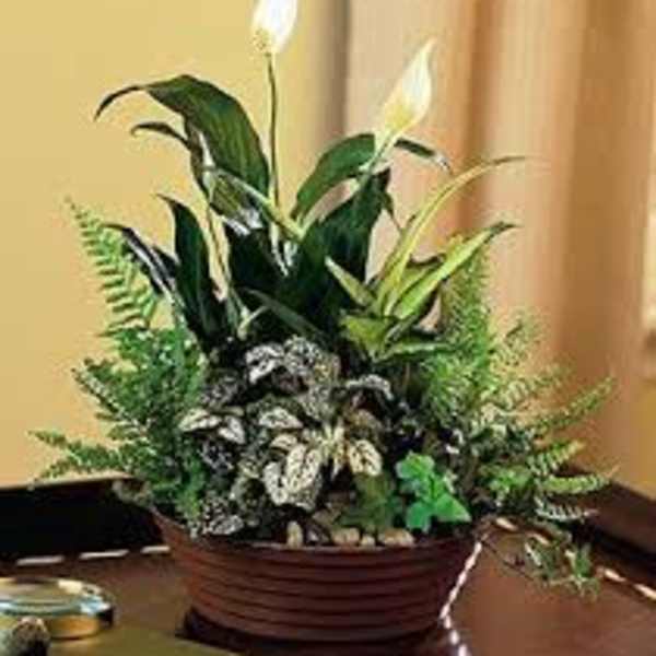 Potted peace lily arrangement with white blooms and variegated foliage