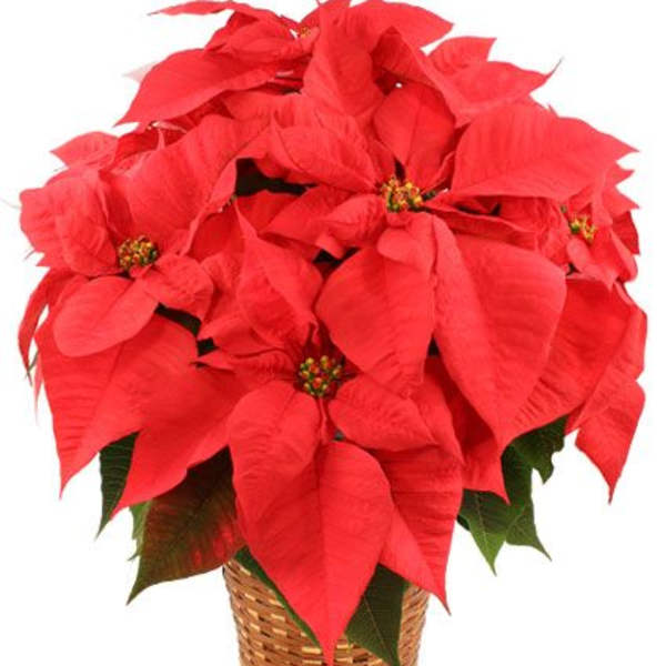 Red poinsettia plant in a woven basket