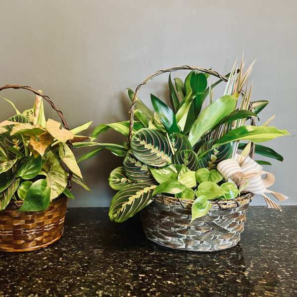 Two baskets of assorted potted plants with ribbon bows