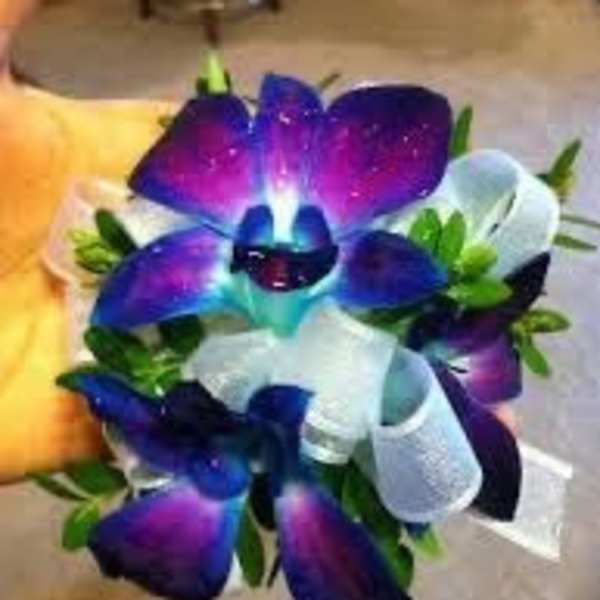 Bouquet of vivid purple-blue calla lilies with white ribbon