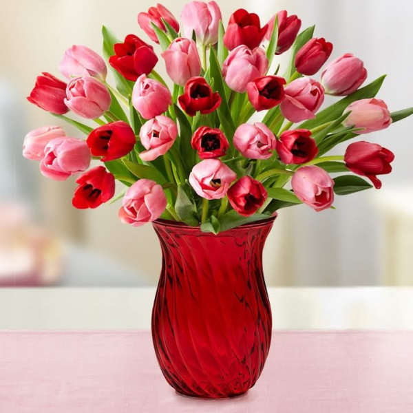 Pink and red tulips arranged in a red glass vase