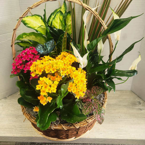 Basket arrangement with colorful flowering plants and white peace lilies