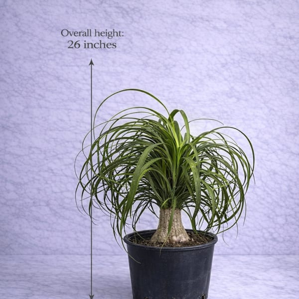 Ponytail Palm (Beaucarnea recurvata)