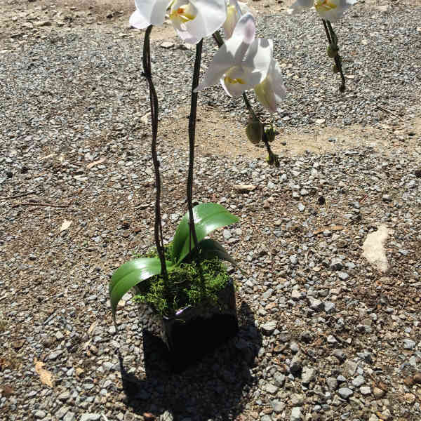 White orchid plant in a black pot with moss