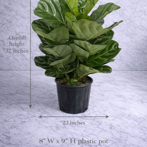 “Full & Lush Fiddle Leaf Fig”