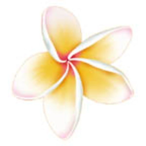 Single yellow and white plumeria flower on a white background