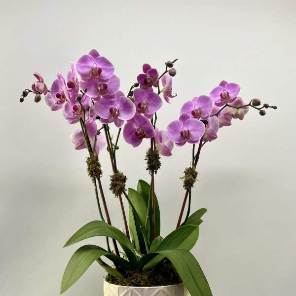 Pink orchid plant in a white textured pot