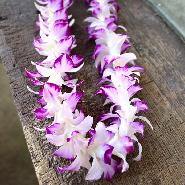 SINGLE SPLASH ORCHID LEI
