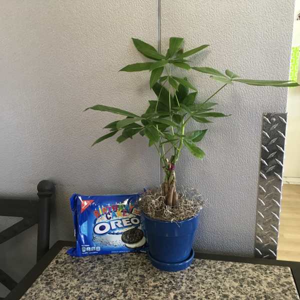 Potted green plant beside a package of Oreo cookies