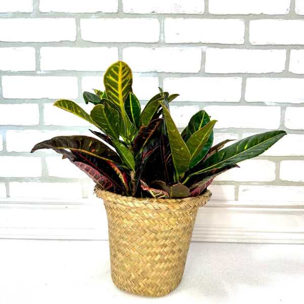 Croton Plant