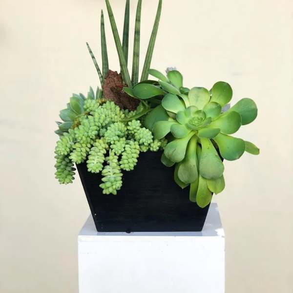 Succulent arrangement in a black square planter