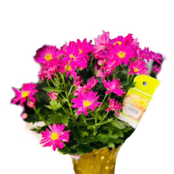 Pink daisy bouquet in a yellow pot